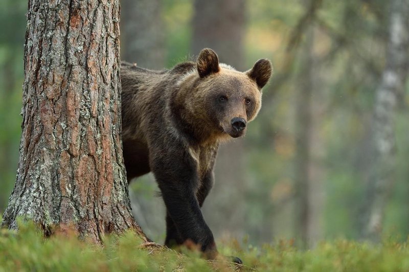 Medved se je posladkal na Celjski koči (in povzročil pravo razdejanje) (foto: Profimedia)