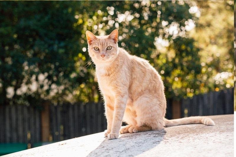 Fotografija je simbolična (foto: Profimedia)