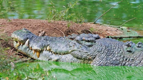 Največji krokodil na svetu praznoval 120. rojstni dan (njegova dolžina je neverjetna!)