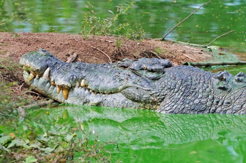 Največji krokodil na svetu praznoval 120. rojstni dan (njegova dolžina je neverjetna!) (foto: Profimedia)