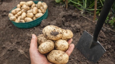 Slovenci, pazite na svoje pridelke: predrzni tatovi izkopali 150 kilogramov krompirja