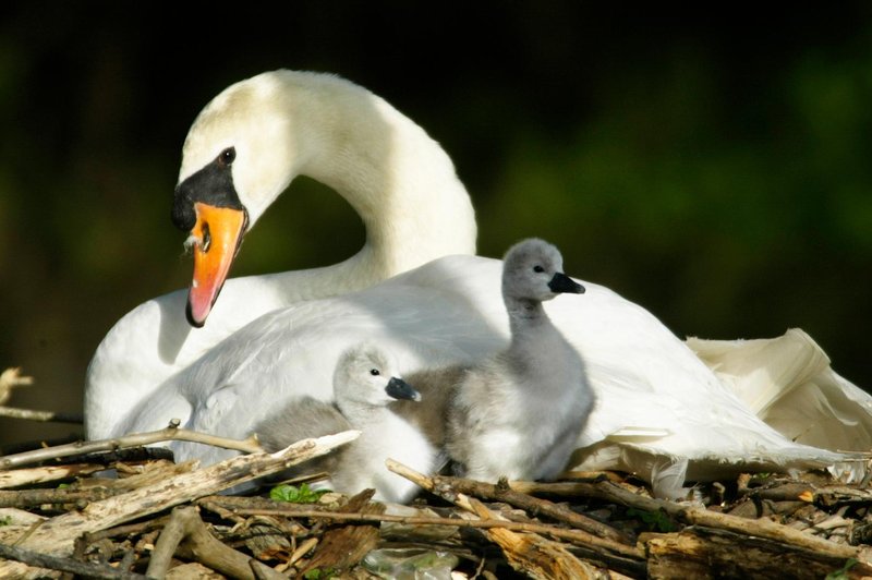 Fotografija je simbolična. (foto: Profimedia)