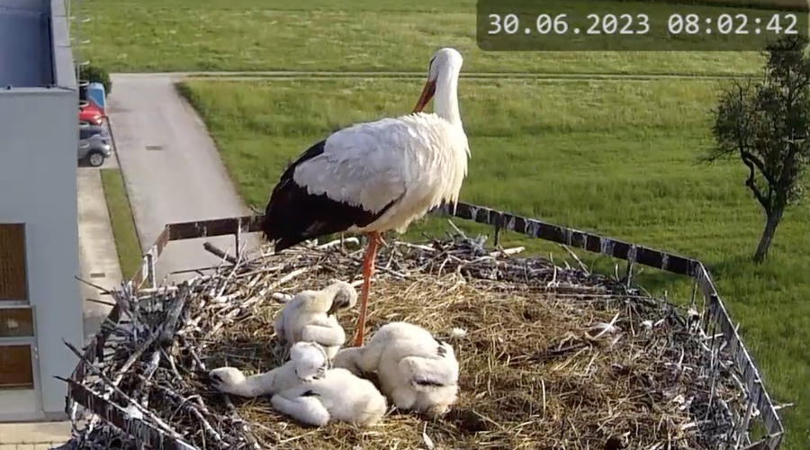 Veselje za otroke, ki so štorkljam postavili gnezdo: izvalili so se trije mladički (VIDEO) (foto: Arnes)