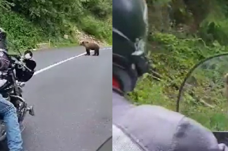 Groza na poti, slovenska motorista iz oči v oči z medvedko: "Name gre!" (VIDEO) (foto: Twitter/@krentip/posnetek zaslona/fotomontaža)