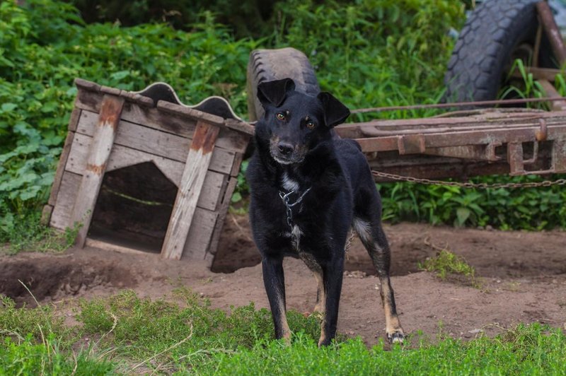 Se živalim obetajo lepši časi? Mnenja v DZ so deljena, nekateri sejo zapustili (foto: Profimedia)