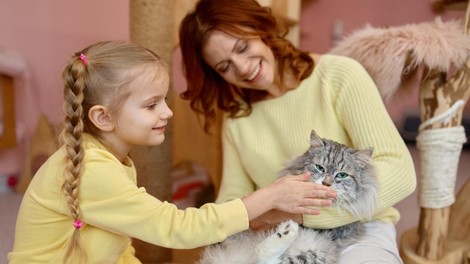 Zakaj posvojiti odraslo mačko? (Odkrijte številne prednosti)