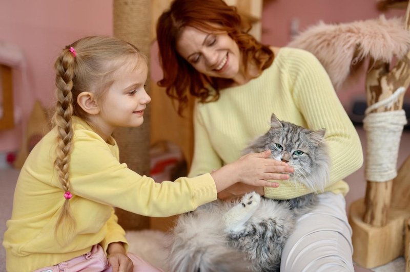 Zakaj posvojiti odraslo mačko? (Odkrijte številne prednosti) (foto: Profimedia)