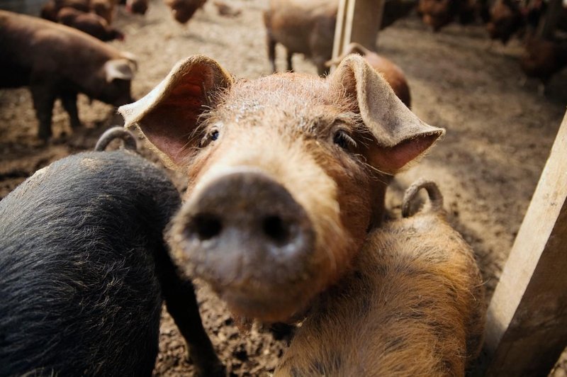 50 kilometrov od slovenske meje odkrili afriško prašičjo kugo - nas mora skrbeti? (foto: Profimedia)