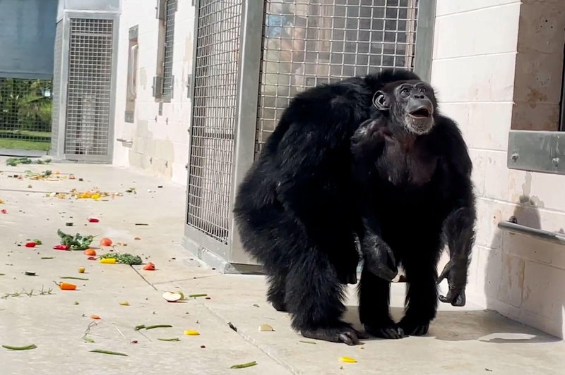 Ganljivo: izraz opice, ki po 28 letih v kletki prvič v življenju vidi modro nebo (VIDEO) (foto: Posnetek zaslona / Save the Chimps)