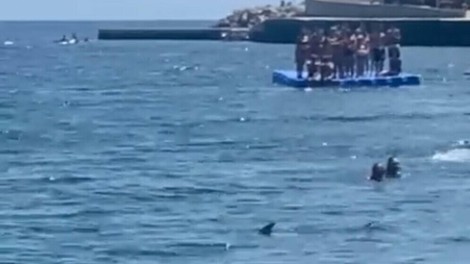 Panika na plaži: plavalci bežali pred morskim psom (VIDEO)