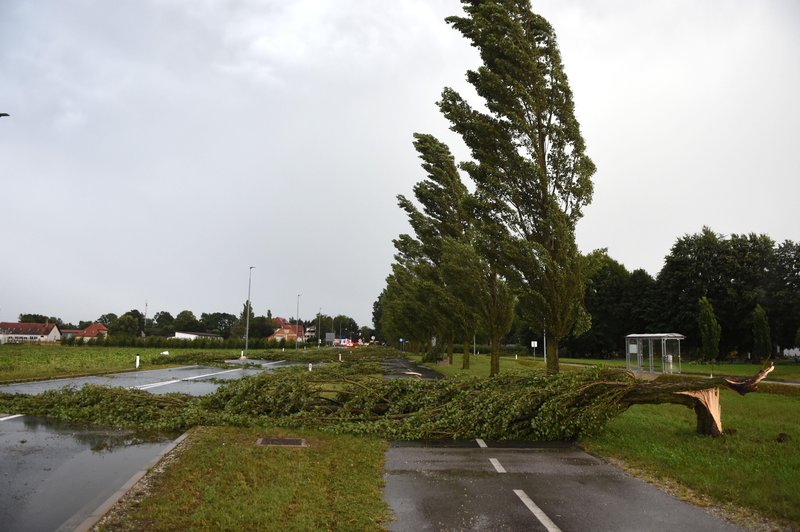 Nedavno neurje v Murski soboti podrlo drevo. (foto: Bobo)