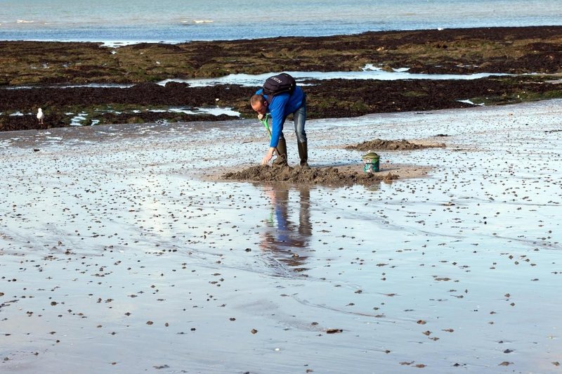 Bizaren fenomen: na plažo naplavilo na tisoče rib prav posebne oblike (foto: Profimedia)