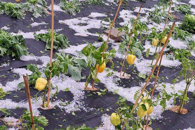 Razbesnelo se je nad severno Slovenijo, toča je uničevala pridelke, škoda je ogromna (foto: Neurje.si/Facebook)