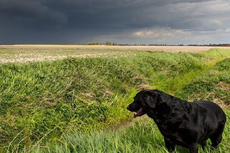 Kako pomagati psu, ki se boji grmenja? (foto: Profimedia)