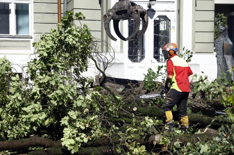 Poglejte, kako je padlo kultno ljubljansko drevo (FOTO) (foto: Borut Živulović/BOBO)