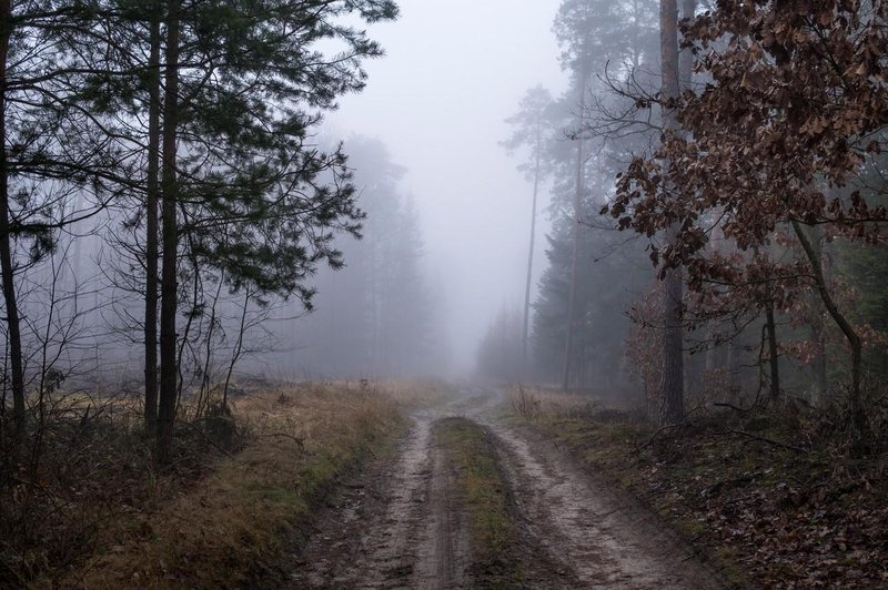 Odšel v gozd, a se ni nikoli vrnil: občan Žužemberka izgubil življenje (foto: Profimedia)