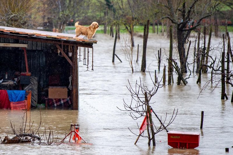 Številne živali ostajajo same ujete v poplavljenih hišah: "Ne obsojajte nas, drugače ni šlo!" (foto: Profimedia)