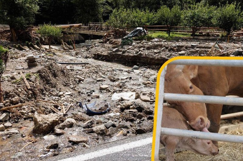 Slovenija na nogah: teliček že šesti dan joka pod ruševinami, iščejo veliki bager z gosenicami (foto: Profimedia/fotomontaža)