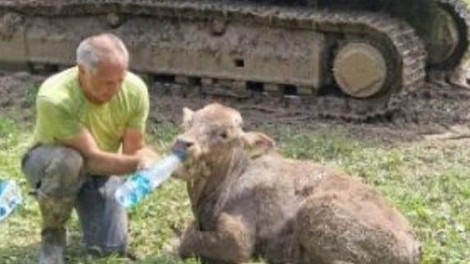 Ko ljudje stopijo skupaj, se zgodi čudež: teliček je rešen!