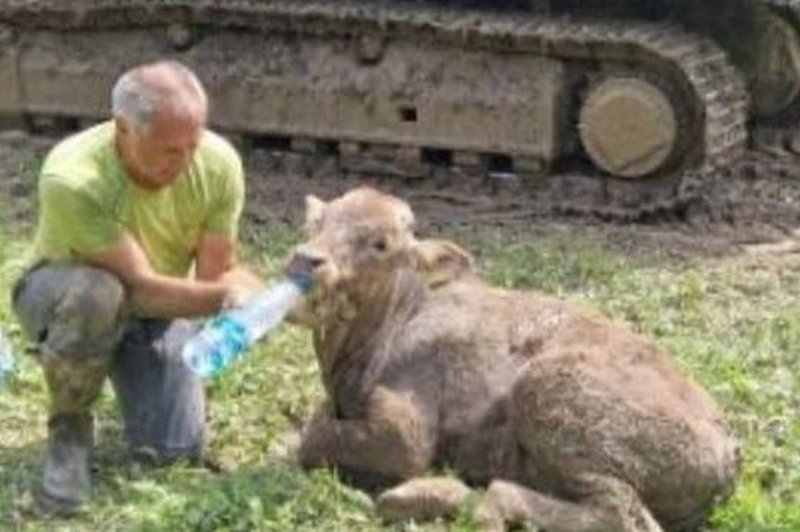 Ko ljudje stopijo skupaj, se zgodi čudež: teliček je rešen! (foto: Nuša Jezeršek / Facebook)