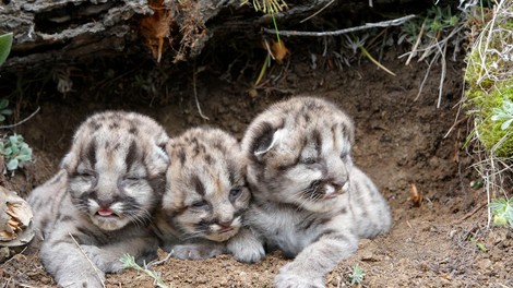 Puma skotila mladička, ki je s svojo posebnostjo v trenutku osvojil svet (VIDEO)