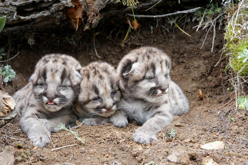 Puma skotila mladička, ki je s svojo posebnostjo v trenutku osvojil svet (VIDEO) (foto: Profimedia)