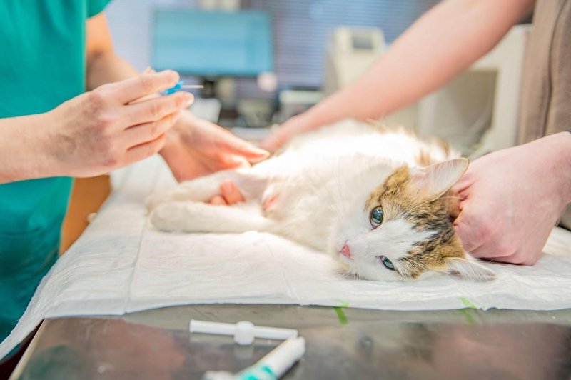 Razmišljate o kastraciji oz. sterilizaciji mačke? (Tukaj je 7 zelo dobrih razlogov, ki jih morate poznati) (foto: Profimedia)