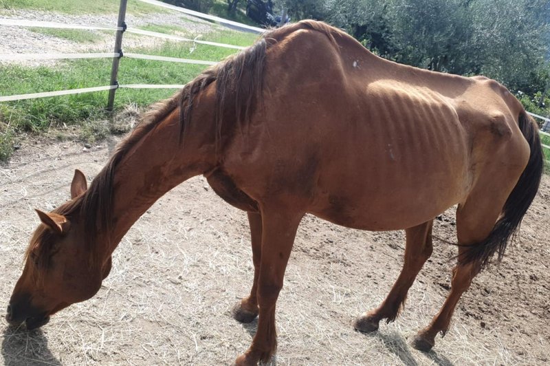 Žalostna usoda kobile, ki je pristala v napačnih rokah: "Če bi te pravilno hranili, oskrbovali in nudili ljubezen, bi bila mogoče še živa" (foto: Facebook/Metka Šuc)