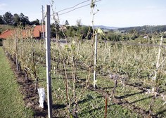 Ob vinogradu na Primorskem naleteli na neverjetno odkritje