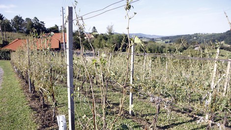 Ob vinogradu na Primorskem naleteli na neverjetno odkritje