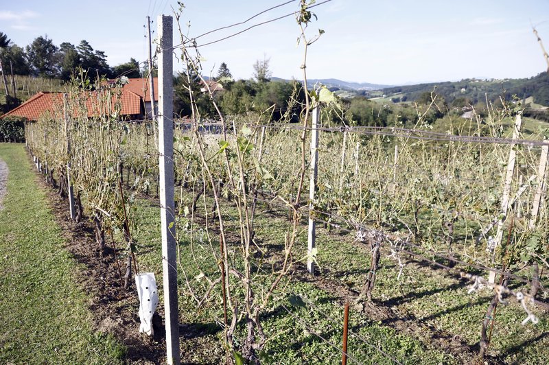 Ob vinogradu na Primorskem naleteli na neverjetno odkritje (foto: Borut Živulovič/Bobo)