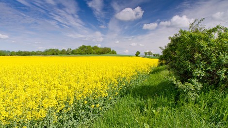 Kakšno vreme nas čaka v začetku tedna? (Že kmalu nas bo oplazila oslabljena hladna fronta)