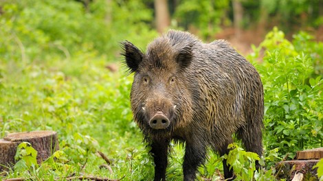 Skriti strupi: 37 let po Černobilu so divje svinje v Nemčiji še vedno močno radiaoktivne