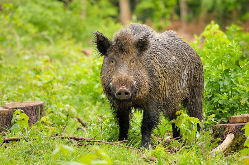 Skriti strupi: 37 let po Černobilu so divje svinje v Nemčiji še vedno močno radiaoktivne (foto: Profimedia)