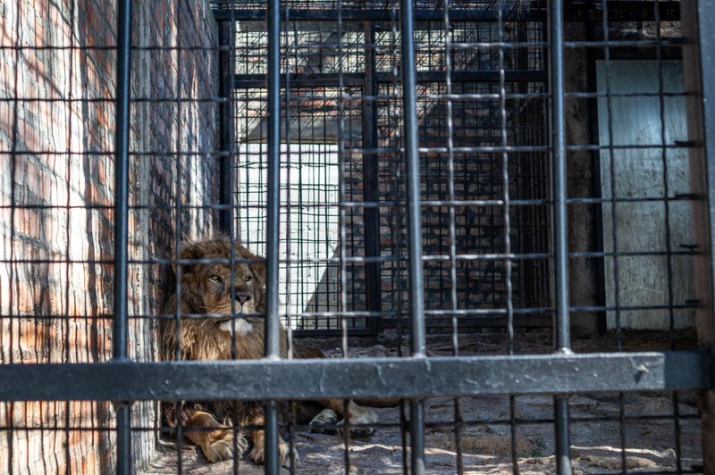 Zapuščen in pozabljen: pet let trpljenja za 'najbolj osamljenega leva na svetu' končno končanih! (VIDEO) (foto: Profimedia)