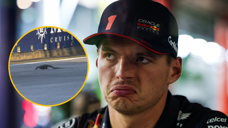 VIDEO: Dirkače formule 1 med vožnjo presenetil živalski vsiljivec, Max Verstappen se je z njim srečal iz oči v oči