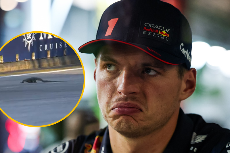 VIDEO: Dirkače formule 1 med vožnjo presenetil živalski vsiljivec, Max Verstappen se je z njim srečal iz oči v oči (foto: Profimedia/Twitter/Formula 1/fotomontaža)