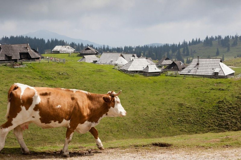 Fotografija je simbolična. (foto: Profimedia)