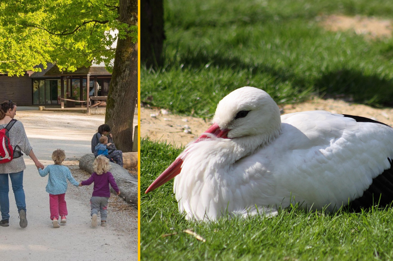 V ljubljanskem živalskem vrtu potrdili ptičjo gripo: kaj to pomeni za obiskovalce? (foto: Profimedia/fotomontaža)