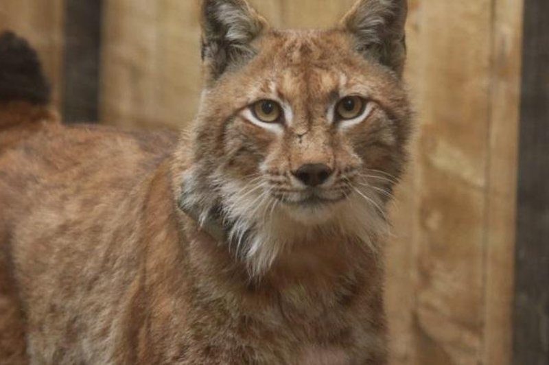 Kakšno je življenje prvega priseljenega risa v Slovenijo? Ne boste verjeli tej novici (foto: Life Lynx / spletna stran)