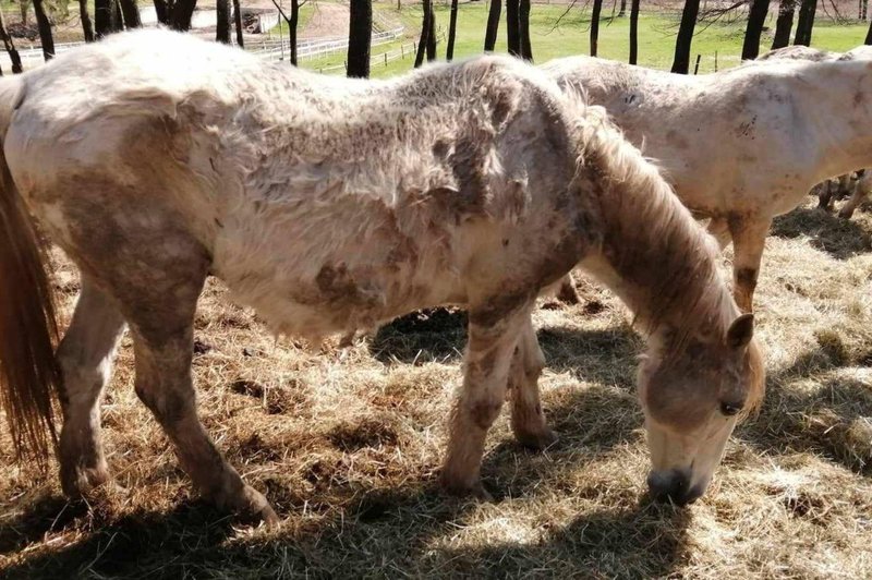 Kobilarna Lipica na udaru kritik: očita se ji zanemarjanje odsluženih lipicancev (FOTO in VIDEO) (foto: Facebook/Iztok Humar)