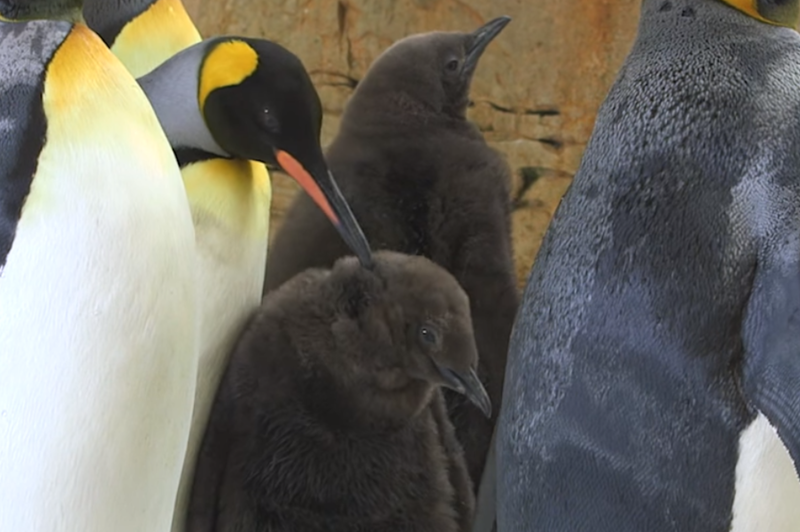 Veliko navdušenje v živalskem vrtu: izvalili so se prikupni mladički kraljevega pingvina (VIDEO) (foto: Facebook/Zoo Vienna Schönbrunn/posnetek zaslona)