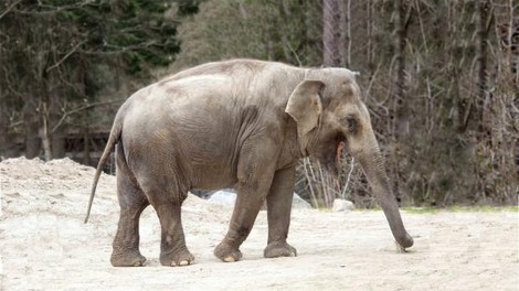 Ste se tudi vi spraševali, zakaj je slonica Ganga v ZOO Ljubljana sama in brez slonjega prijatelja?