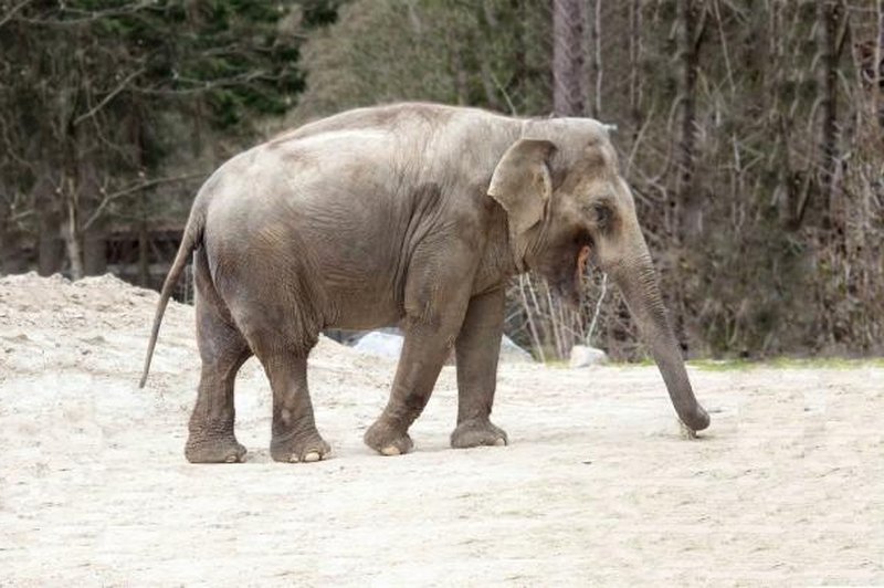 Ste se tudi vi spraševali, zakaj je slonica Ganga v ZOO Ljubljana sama in brez slonjega prijatelja? (foto: ZOO Ljubljana)