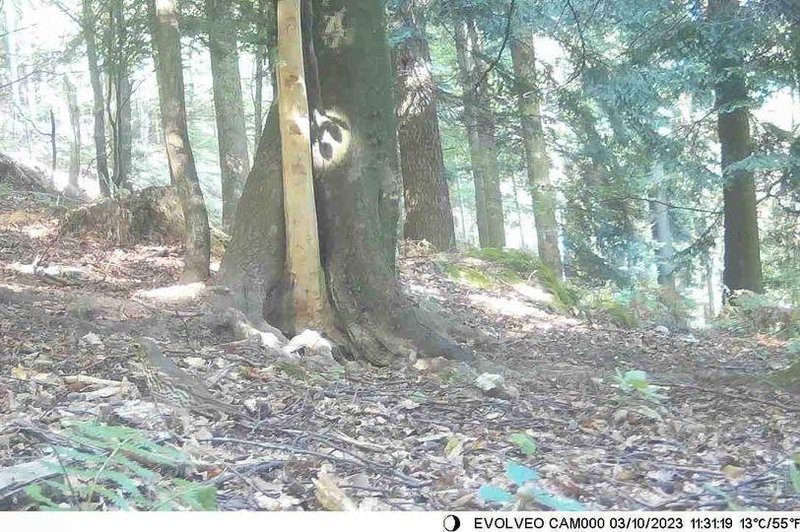 Opazite, katera žival se skriva na tej fotografiji? (foto: Lovska zveza Slovenije / Facebook)