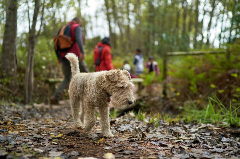 V gozdovih te dni psom preti nevarnost, ki je lahko tudi usodna (foto: Profimedia)