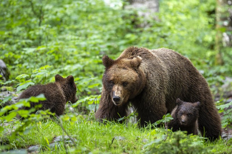 VIDEO: Kamera ujela medvedjo družino na travniku (si predstavljate, da jo srečate v živo?) (foto: Profimedia)