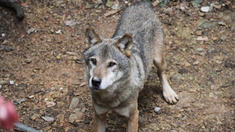 Volkovi v ZOO Ljubljana se že pripravljajo na noč čarovnic (VIDEO)