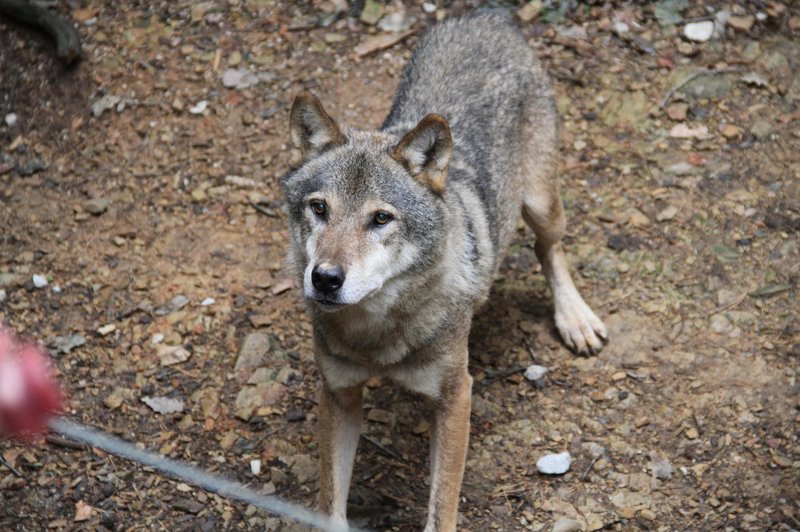 Volkovi v ZOO Ljubljana se že pripravljajo na noč čarovnic (VIDEO) (foto: Profimedia)