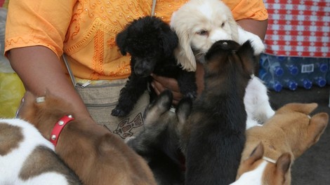 Policija razbila družbo tihotapcev živali, v njej pa so aktivno sodelovali tudi veterinarji!